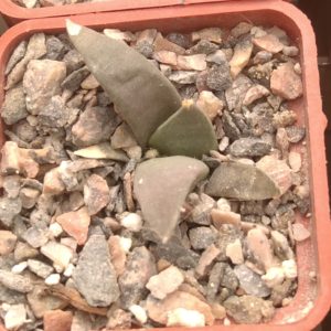 Ariocarpus retusus -s