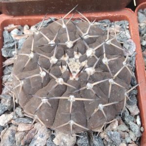 Gymnocalycium riojense v. paucispinum -s