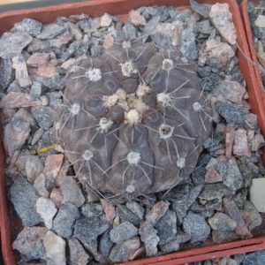 Gymnocalycium nataliae STO868 -s