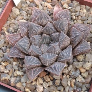 Haworthia cv. "Mirror Ball"