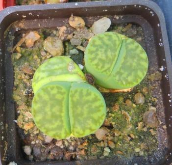lithops bromfieldii v. insularis c 57
