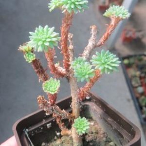sedum multiceps