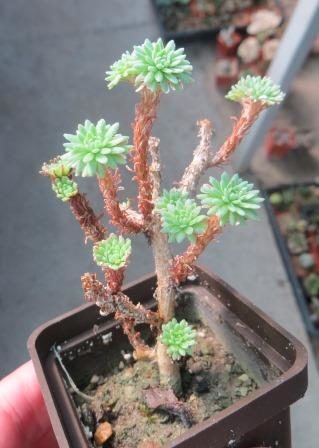 sedum multiceps