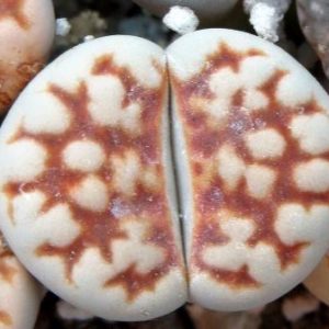lithops karasmontana summitatum