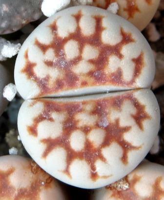 lithops karasmontana summitatum