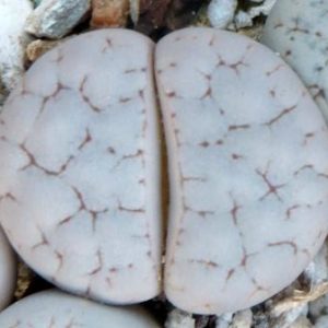 lithops gracilidelineata baseli
