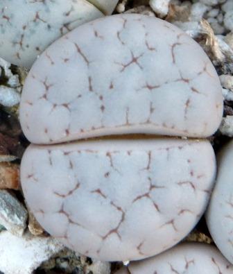 lithops gracilidelineata baseli
