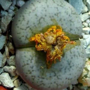 lithops gracilidelineata