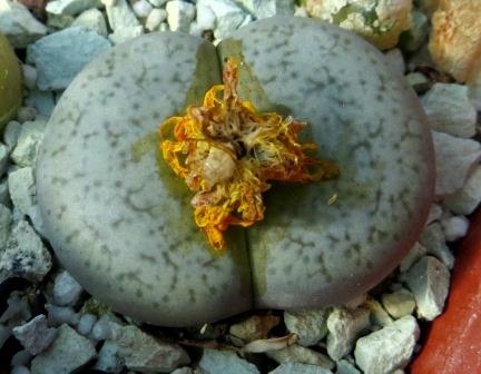 lithops gracilidelineata