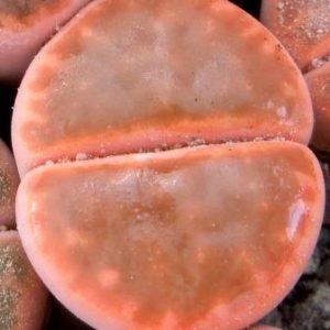 ithops karasmontana bella fenestrata Cop L 14-312