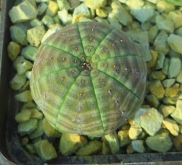 euphorbia obesa