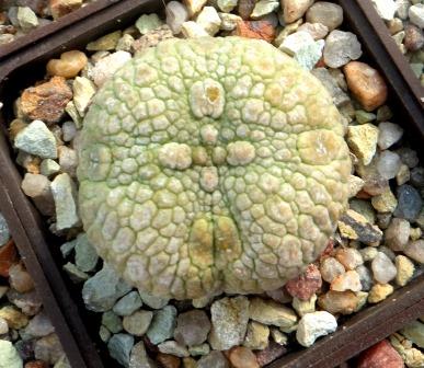 pseudolithos eylensis