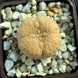 pseudolithos eylensis