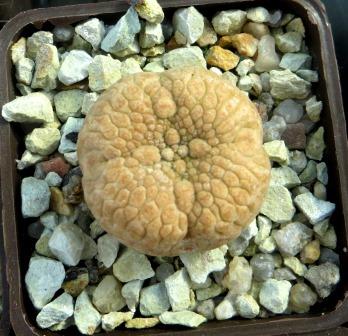 pseudolithos eylensis