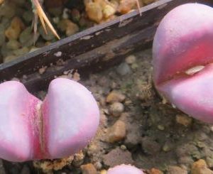 lithops meyeri hammeruby