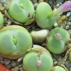 conophytum ratum