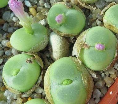 conophytum ratum