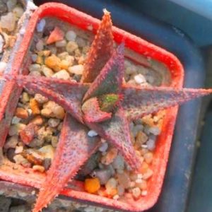 aloe hybrid