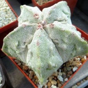 astrophytum fukuryu ball