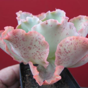 Echeveria   hybr.
