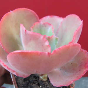 Echeveria   Fire   Light