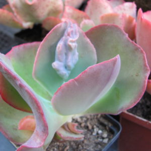 Echeveria     Raggamuffin