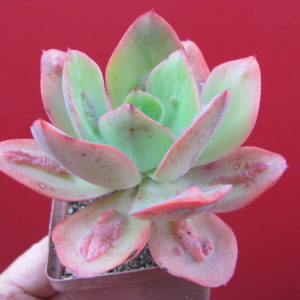 Echeveria    Baron   Bold