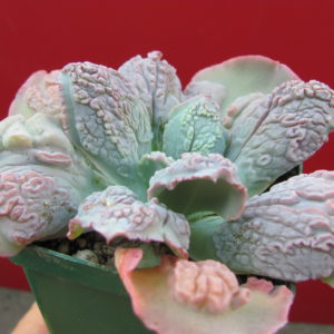 Echeveria     Linguas