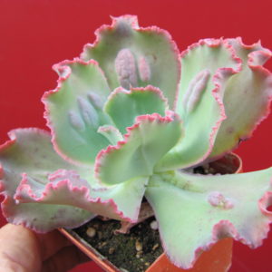 Echeveria   Vrginia   Lee
