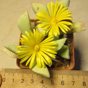 schwantesia ruedebuschii