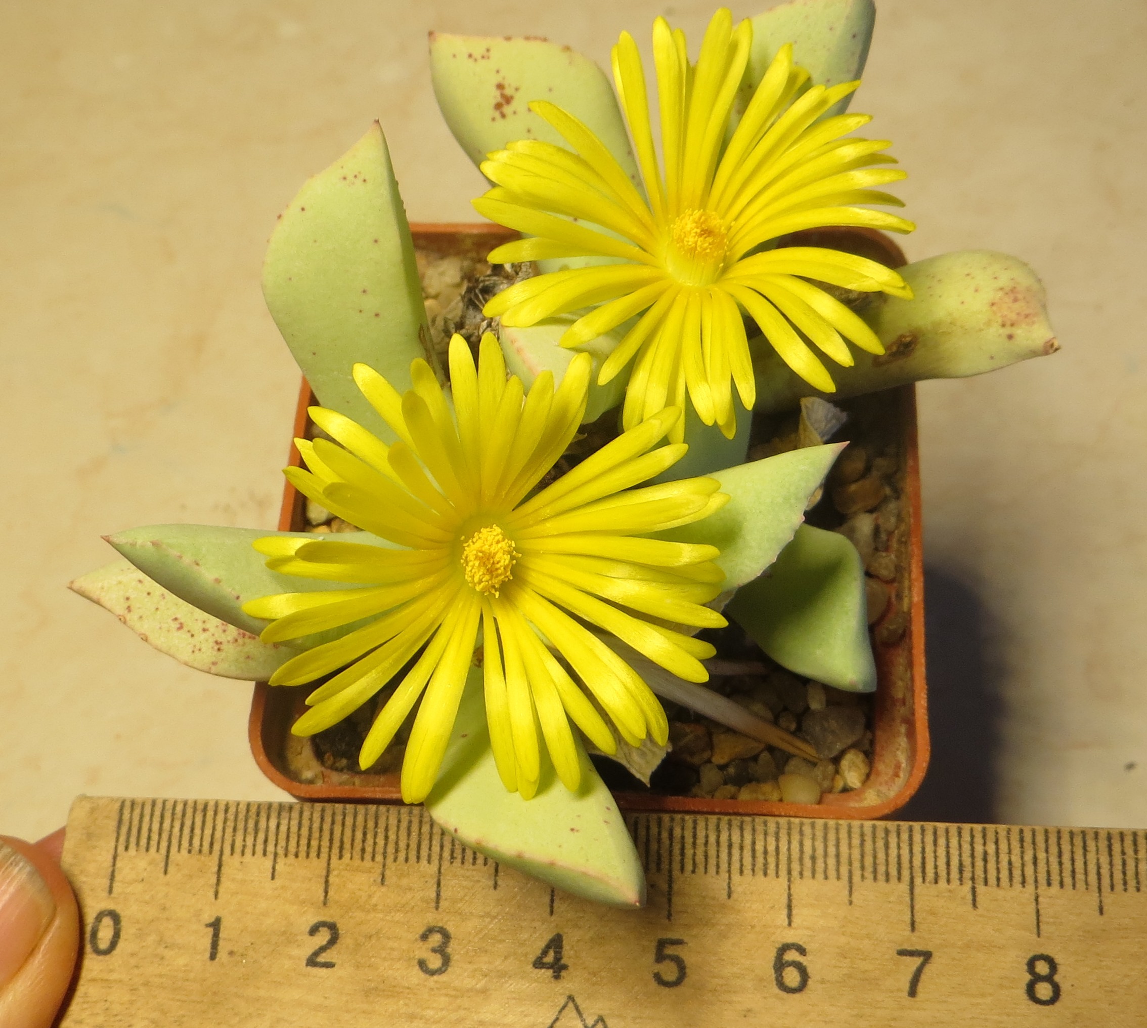 schwantesia ruedebuschii