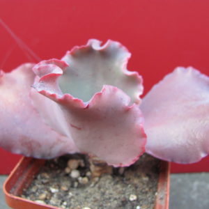 Echeveria    Silveron Red