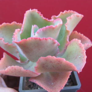 Echeveria   Dick  Pink