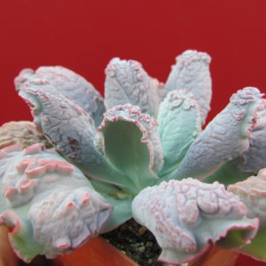 Echeveria    Linguas