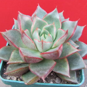 Echeveria     purpusorum    hybr.