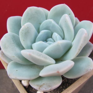 Echeveria    hybr.     #19