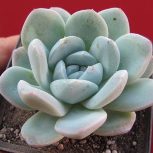 Echeveria     hybr.     #19