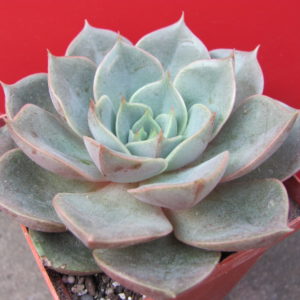Echeveria    purpusorum    hybr.