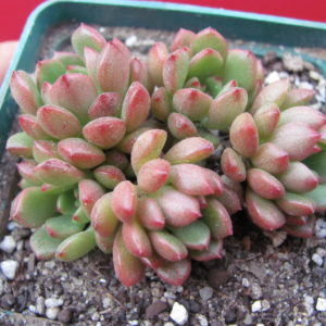 Echeveria     bashful