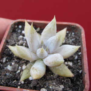 Echeveria     tolimanensis