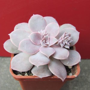 Echeveria    diffractens