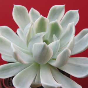 Echeveria   *Royal  Chrysanthemum*    variegata