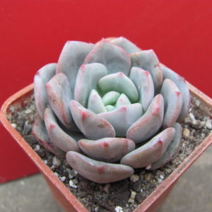 Echeveria     *Jelly   Jem*