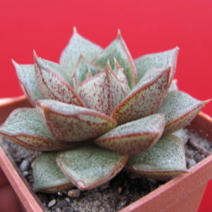 Echeveria    purpusorum    *White  form*