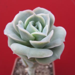 Echeveria     Lovely   Rose