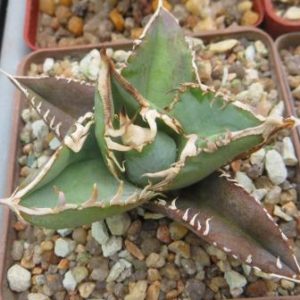 Agave Titanota Kyoto