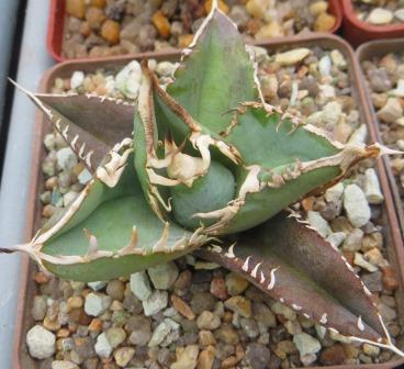 Agave Titanota Kyoto