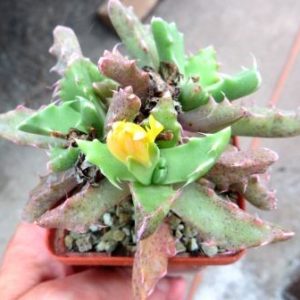 faucaria felina