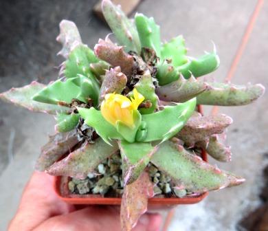 faucaria felina