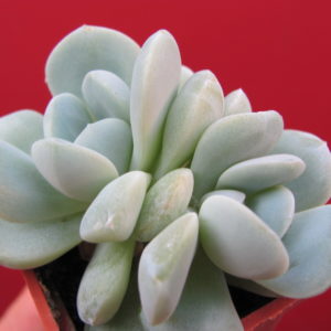 Echeveria     hybr.      #19